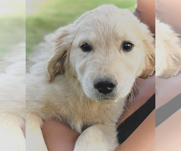 Medium Photo #2 Golden Retriever Puppy For Sale in Holly Hill, SC, USA