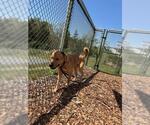Small Labrador Retriever Mix