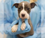 Small #1 American Staffordshire Terrier Mix
