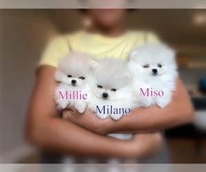 Pomeranian Puppy for Sale in HILO, Hawaii USA