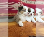 Image preview for Ad Listing. Nickname: Litter of 7