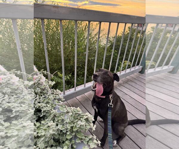 Medium Photo #6 Mutt Puppy For Sale in Shelburne, VT, USA