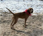 Small #4 Redbone Coonhound Mix
