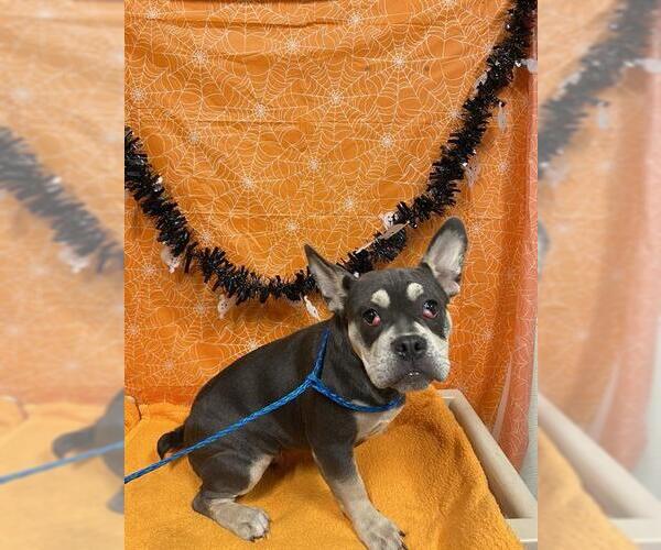 Medium Photo #1 French Bulldog Puppy For Sale in Modesto, CA, USA