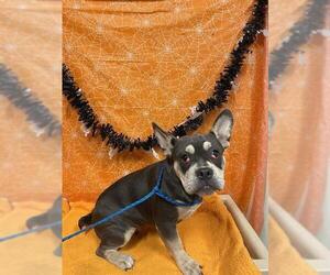 French Bulldog Dogs for adoption in Modesto, CA, USA