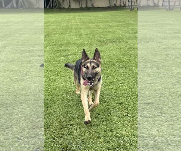 Medium Photo #2 German Shepherd Dog Puppy For Sale in Plantation, FL, USA