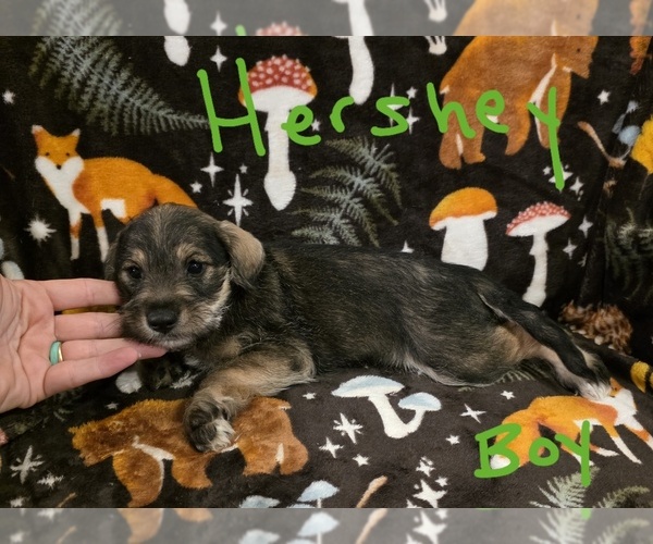 Medium Photo #17 Chizer Puppy For Sale in MONTEZUMA, GA, USA