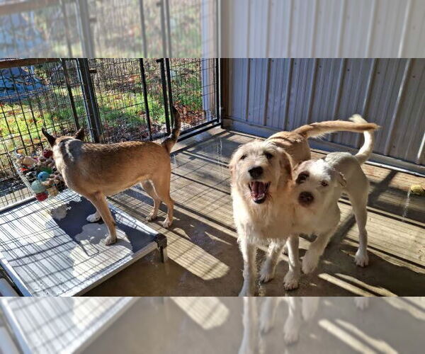 Medium Photo #2 Labradoodle Puppy For Sale in Sebec, ME, USA