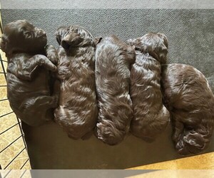 Cane Corso Puppy for sale in CLINTON, SC, USA