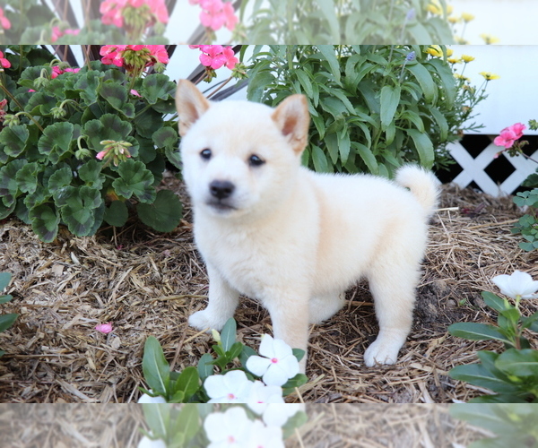 Medium Photo #1 Shiba Inu Puppy For Sale in SHILOH, OH, USA