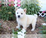 Small Photo #1 Shiba Inu Puppy For Sale in SHILOH, OH, USA