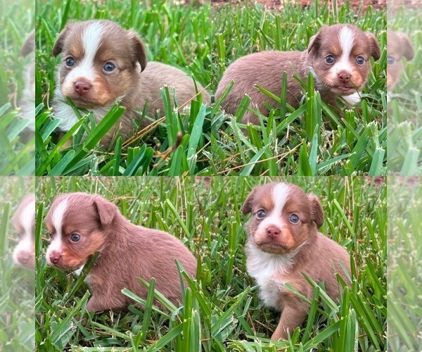Medium Photo #2 Miniature Australian Shepherd Puppy For Sale in BROOKER, FL, USA