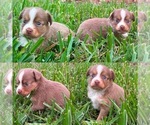 Small #1 Miniature Australian Shepherd