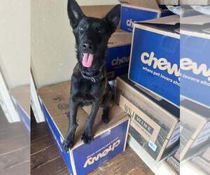 Mutt Dogs for adoption in Imlay City, MI, USA