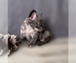 Small #5 French Bulldog