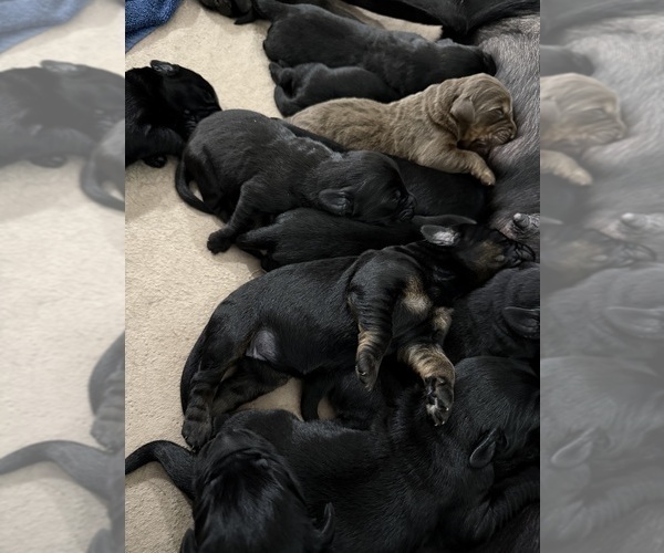 Medium Photo #4 Labradoodle Puppy For Sale in PRESCOTT VALLEY, AZ, USA