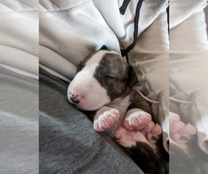 Bull Terrier Puppy for sale in TARPON SPGS, FL, USA
