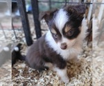Small Photo #3 Miniature Australian Shepherd Puppy For Sale in ADAIR VILLAGE, OR, USA