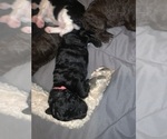 Small Photo #7 Poodle (Standard) Puppy For Sale in LEXINGTON, SC, USA