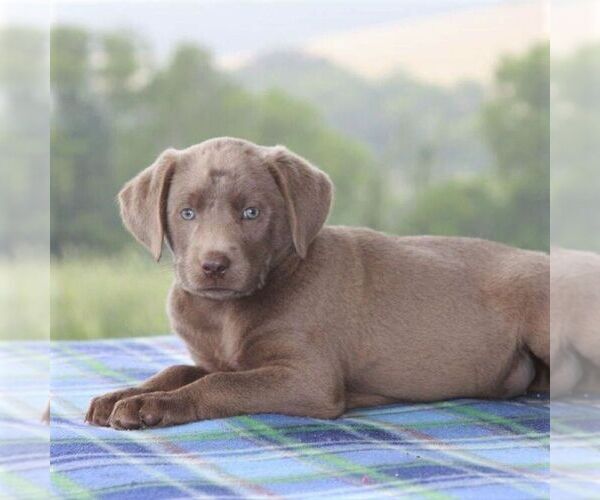 Medium Photo #3 Labrador Retriever Puppy For Sale in DANVILLE, PA, USA