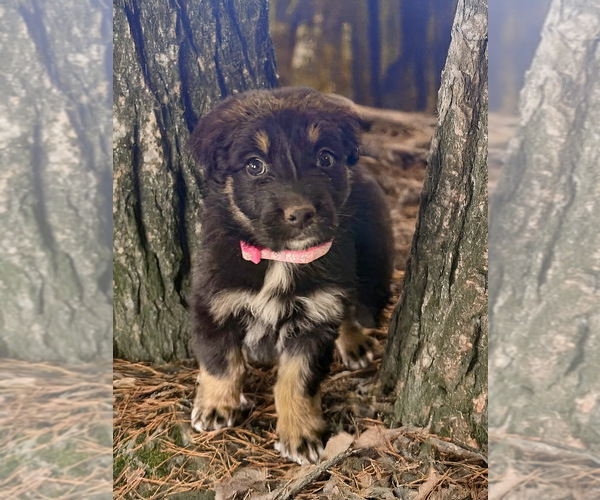Medium Photo #15 Australian Shepherd Puppy For Sale in WILLIAMS, AZ, USA