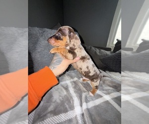 Medium Dachshund