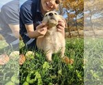 Small Photo #3 Golden Retriever Puppy For Sale in EVERETT, WA, USA