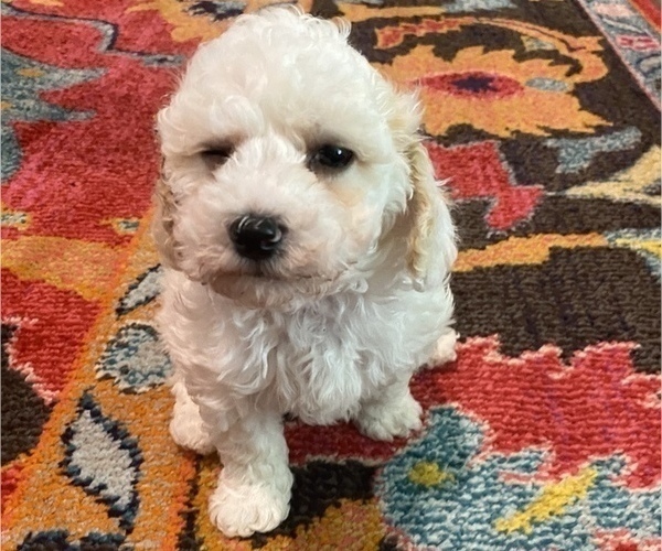 Medium Photo #11 Maltipoo Puppy For Sale in JASPER, GA, USA