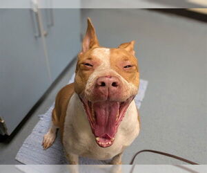American Pit Bull Terrier-Unknown Mix Dogs for adoption in Denver, CO, USA