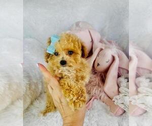 Poodle (Toy) Puppy for sale in WEST PALM BEACH, FL, USA