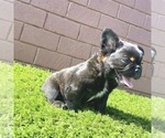 Small #66 French Bulldog