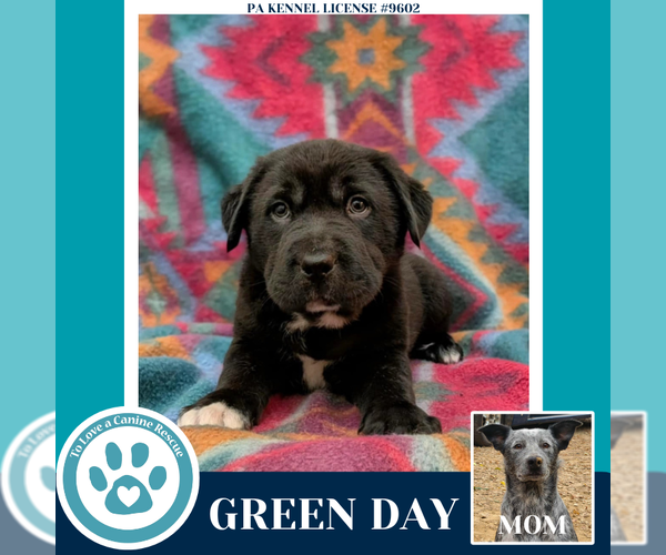 Medium Photo #12 Border Collie-Unknown Mix Puppy For Sale in Kimberton, PA, USA