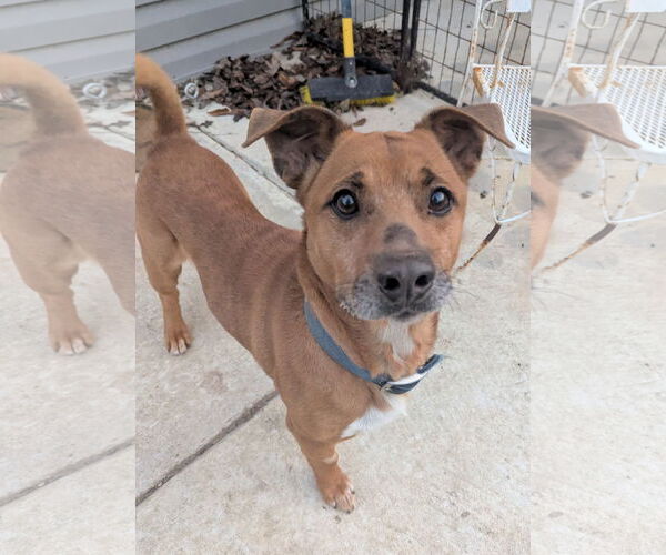 Medium Photo #2 Mutt Puppy For Sale in Calhoun, GA, USA