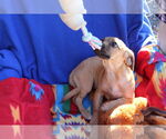 Small #2 Chihuahua