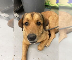 Golden Retriever Dogs for adoption in Waco, TX, USA