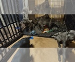 Small Photo #19 Cane Corso Puppy For Sale in JACKSON, GA, USA