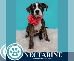Boxer-Unknown Mix Dogs for adoption in Kimberton, PA, USA