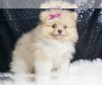 Puppy Maybelline AKC Pomeranian