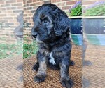 Small #5 Aussiedoodle