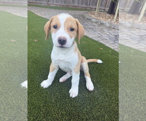 Rhodesian Ridgeback-Unknown Mix Dogs for adoption in The Woodlands, TX, USA
