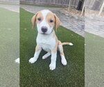 Small Rhodesian Ridgeback Mix