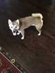 Small Photo #1 Shiba Inu Puppy For Sale in HAMPTON, VA, USA