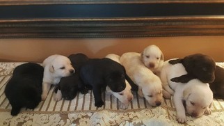Labrador Retriever Puppy for sale in BOILING SPRINGS, SC, USA