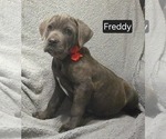 Puppy Freddy Cane Corso