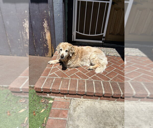 Medium Photo #1 Golden Retriever Puppy For Sale in San Diego , CA, USA