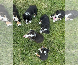 Aussie-Corgi-Cowboy Corgi Mix Puppy for sale in ANGELS CAMP, CA, USA