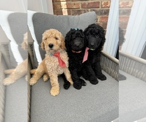 Goldendoodle-Poodle (Standard) Mix Puppy for sale in CINCINNATI, OH, USA