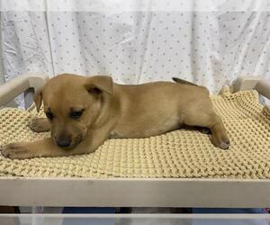 German Shepherd Dog Dogs for adoption in Modesto, CA, USA