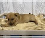 Small German Shepherd Dog