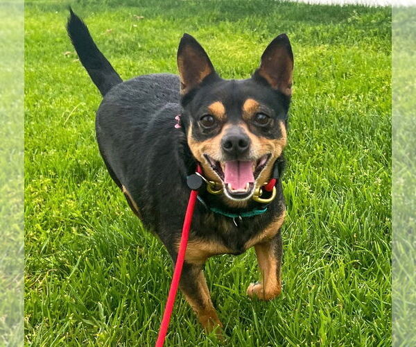 Medium Photo #16 Chipin Puppy For Sale in Newport Beach, CA, USA